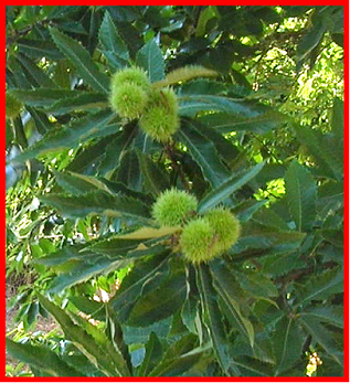 becadas-221.bmp
