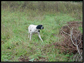 pointer-26.bmp