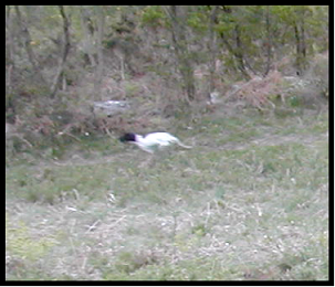 pointer-30.bmp