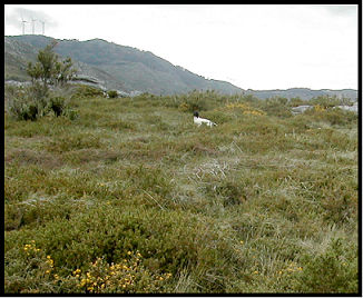 pointer-31.bmp