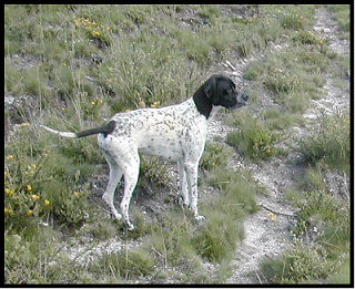 pointer-33.bmp