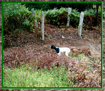 pointer-34.bmp