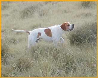 pointer-40.bmp