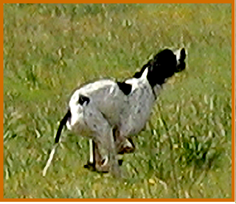 pointer-41.bmp