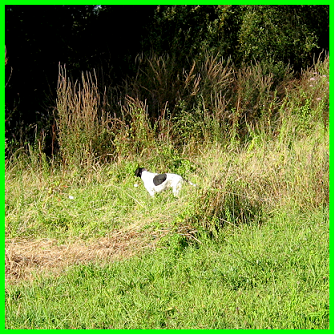 pointer-45.bmp