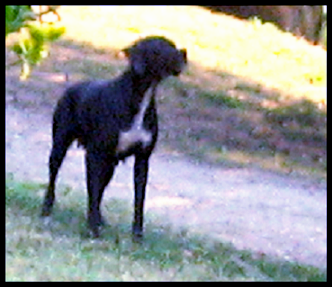 pointer-47.bmp