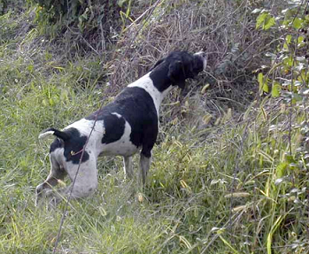 pointer-56.bmp