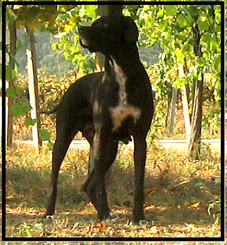pointer-57.bmp