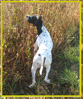 pointer-64.bmp