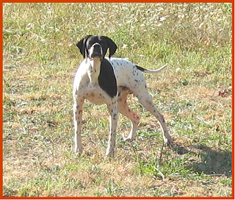 pointer-65.bmp