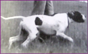 pointer-67.bmp