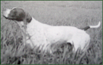 pointer-68.bmp