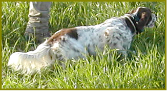 setter-0081.bmp