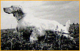 setter-0162.bmp