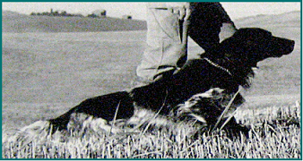 setter-0163.bmp