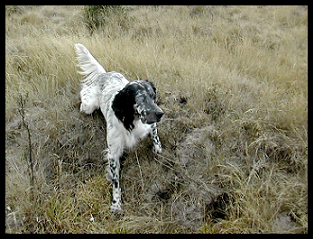 setter-101.bmp