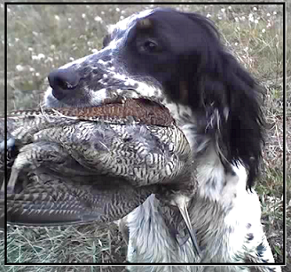 setter-106.bmp