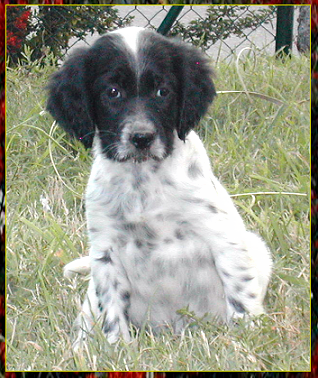 setter-107.bmp