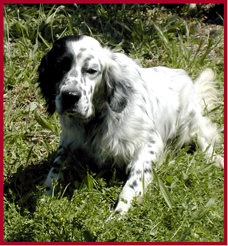 setter-110.bmp