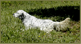 setter-112.bmp