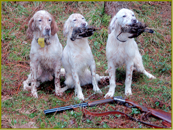 setter-114.bmp