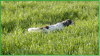 setter-126.bmp