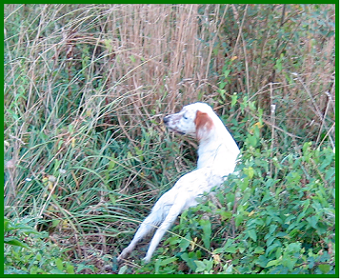 setter-143.bmp