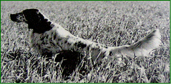 setter-150.bmp