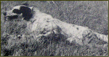 setter-152.bmp