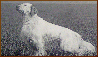 setter-153.bmp