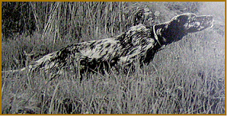 setter-155.bmp