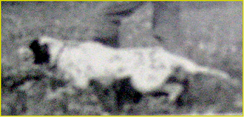 setter-160.bmp