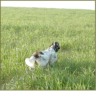 setter-82.bmp