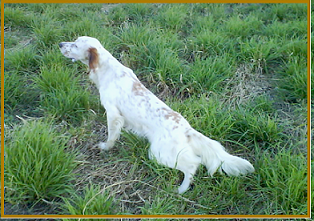 setter-85.bmp