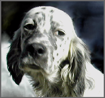 setter-87.bmp