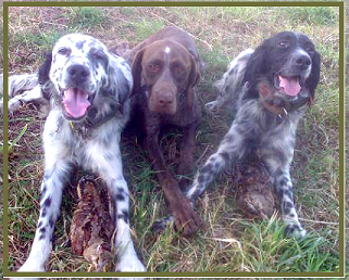 setter-89.bmp