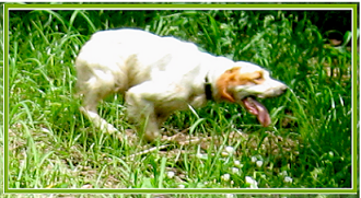 setter-92.bmp