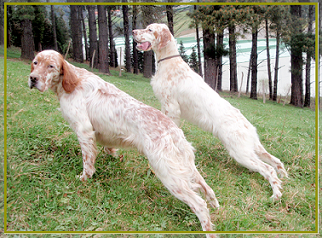 setter-0101450.bmp