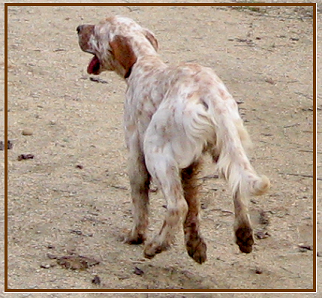 setter-9h125.bmp
