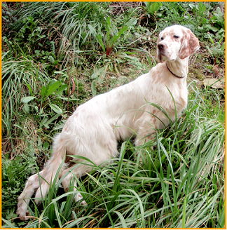 setter0021.bmp
