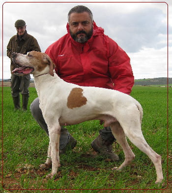 diesel